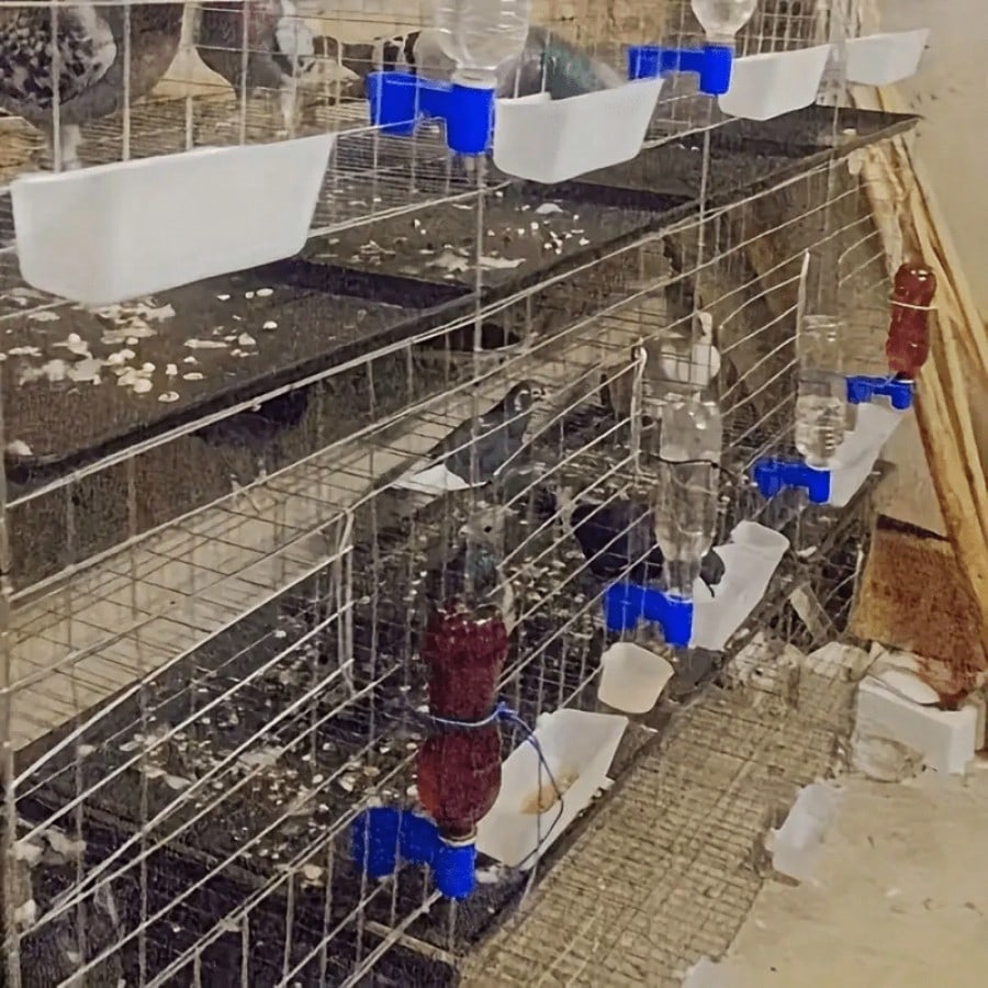 1/4 Piece Heavy Duty Blue Feeder And Waterer With Dual Spouts, Gravity Feed System, Made Of PP Material, Suitable For Parrots, Pigeons, Chickens, Caged And Aviary Birds- Fits Various Bottle Interface