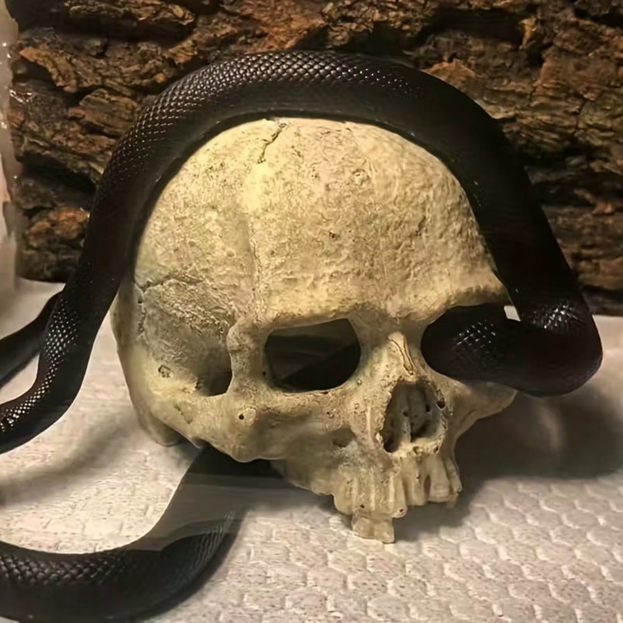 1pc Resin Aquarium Decor Skull Ornament, Suitable For Reptiles And Pets