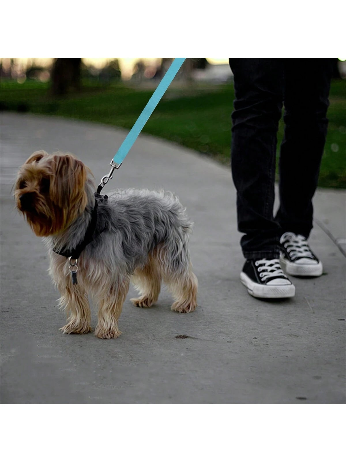 PETSIN 1pc Pet Car Belt, Dog Cat Car Leash, Retractable Backseat Pet Tether, Keep Your Dogr! Dog Outing Dog Stuff